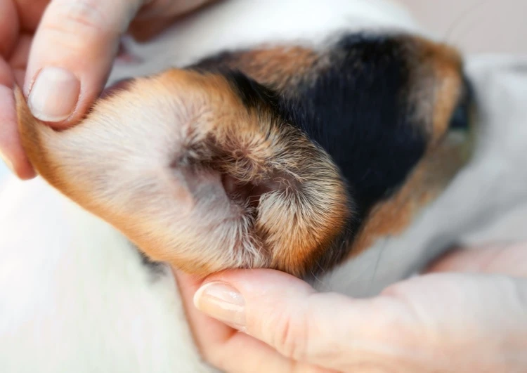 examiner oreille de chien vérification signes infection