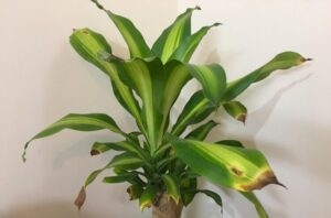 feuilles brunes plantes d’intérieur connaître besoins fournir conditions optimales