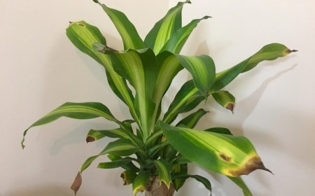 feuilles brunes plantes d’intérieur connaître besoins fournir conditions optimales