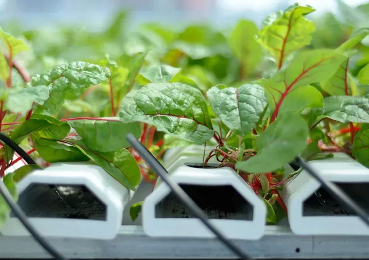 hydroponie plante intérieur