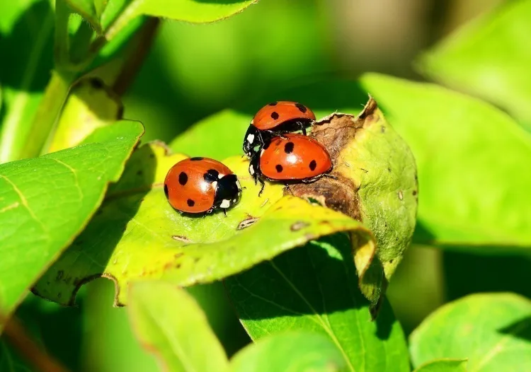 insectes jardin biodiversité 2022