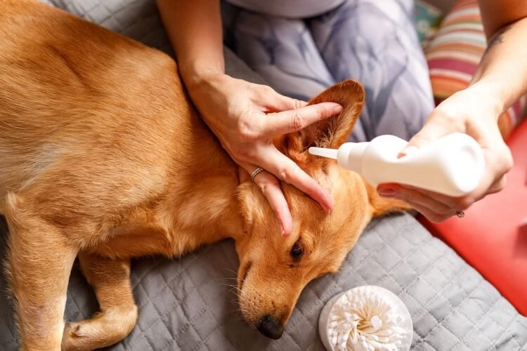 insérer embout nettoyant auriculaire dans le conduit auditif du chien pour nettoyer ses oreilles