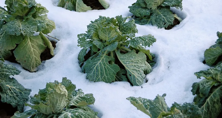 légumes à planter en hiver 2022