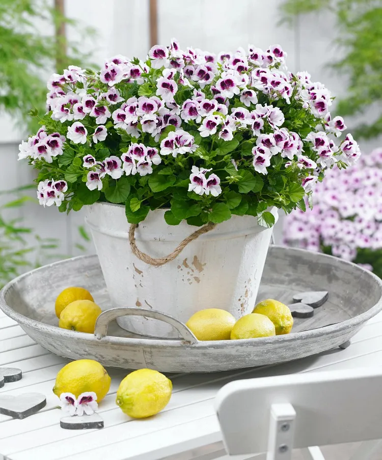 meilleures plantes qui éliminent les mauvaises odeurs et subliment la maison