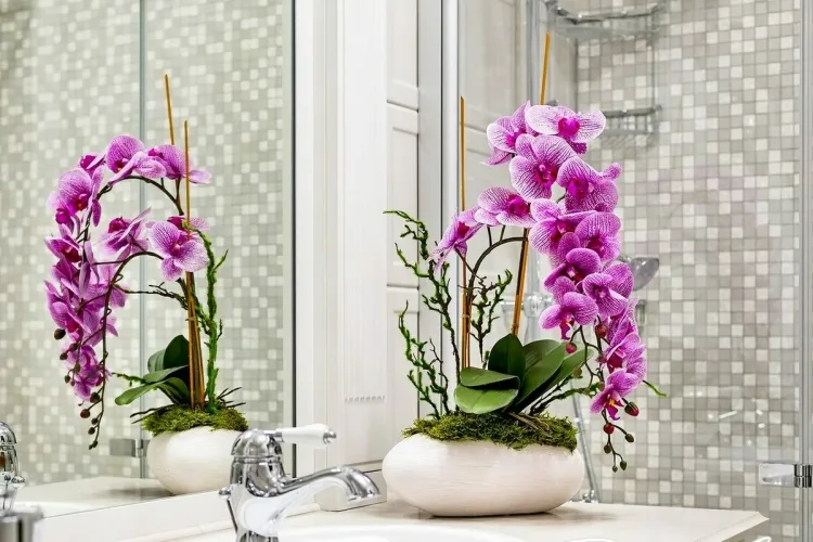 mettre une orchidée dans la salle de bain lumière artificielle circulation air