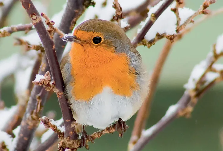 nourrir les oiseaux de nos jardins