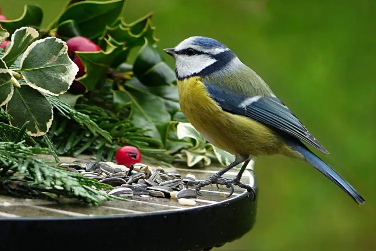 oiseaux du jardin nourriture