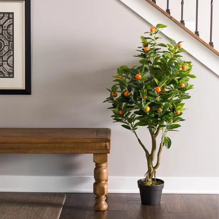 oranger pot plante qui éliminer les mauvaises odeurs et décore la maison