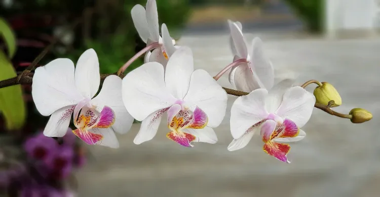 orchidée contre humidité dans la maison 2022