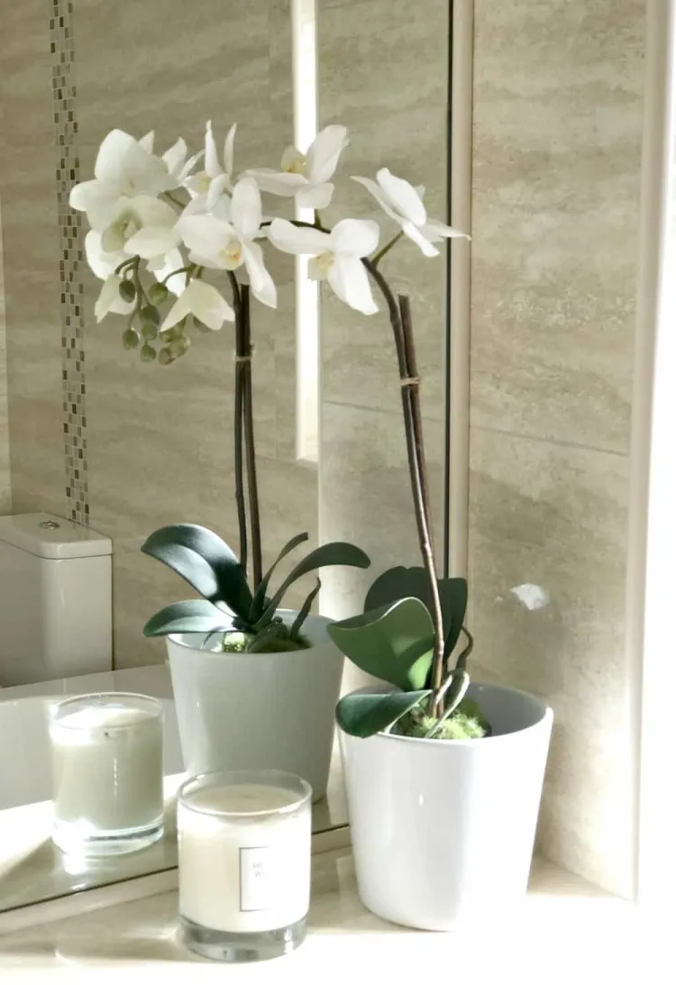 orchidée dans salle de bain important savoir niveau accomodité