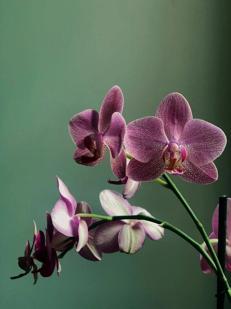 orchidées fleurs flétries