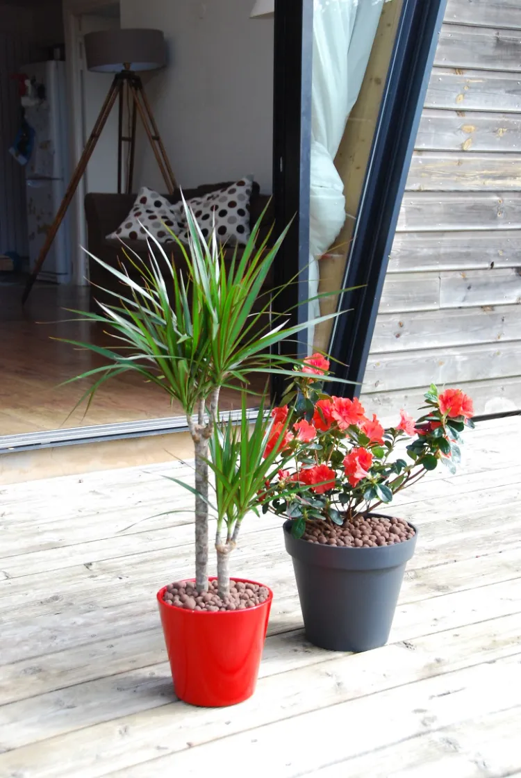 paillis plante de balcon hiver 2022