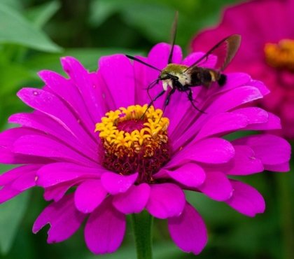 papillon sur une fleur zinnia