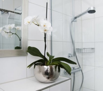 peut-on mettre une orchidée dans la salle de bains température convenable prospérer extérieur