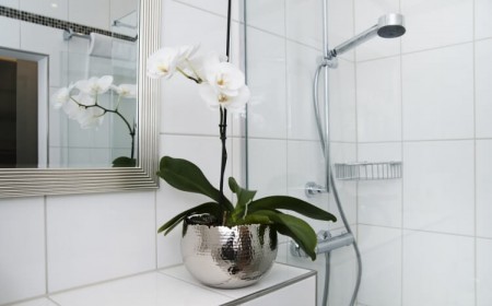 peut-on mettre une orchidée dans la salle de bains température convenable prospérer extérieur