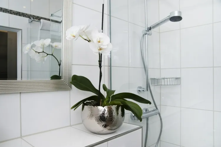 peut-on mettre une orchidée dans la salle de bains température convenable prospérer extérieur