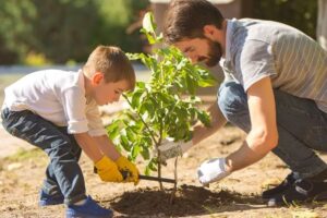 plantation d'un arbre
