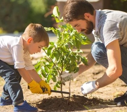 plantation d'un arbre