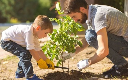 plantation d'un arbre
