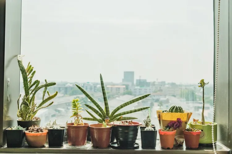 plante contre humidité appartement