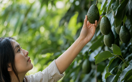 Main tenant un avocat mûr sur un avocatier chargé de fruits en pleine terre
