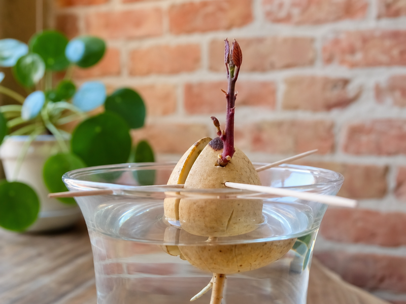 planter un avocatier en pleine terre faire germer noyau directement terreau humide