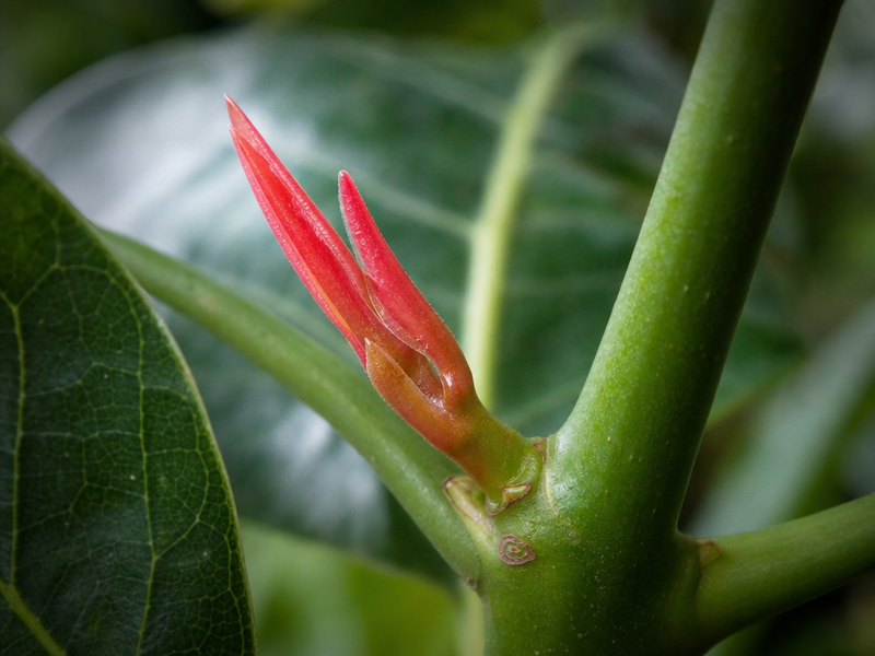 comment planter un avocatier en pleine terre plante mère propager greffes semis