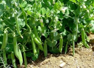 planter les petit pois avec la lune