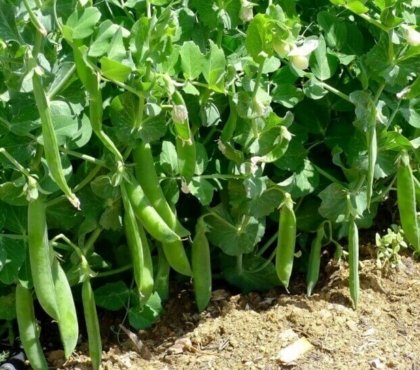 planter les petit pois avec la lune