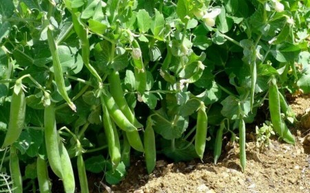 planter les petit pois avec la lune