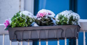 protéger les plantes du balcon du gel neige et froid en hiver 2022
