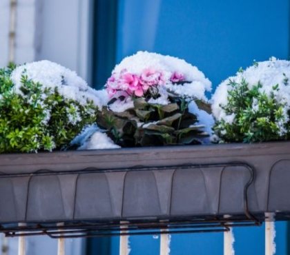 protéger les plantes du balcon du gel neige et froid en hiver 2022