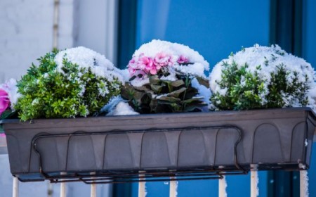 protéger les plantes du balcon du gel neige et froid en hiver 2022