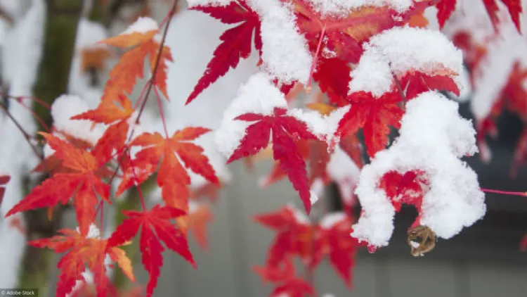 protéger ses plantes en hiver