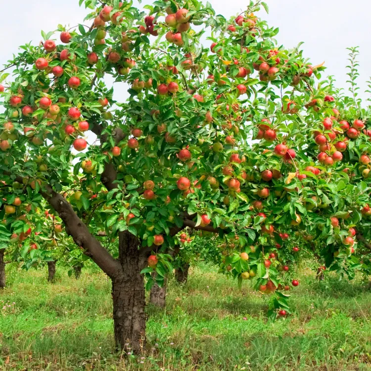 Que faire au jardin en janvier pour préparer le printemps