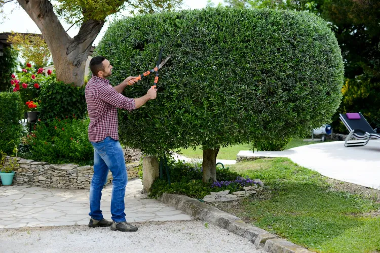 Que faire au jardin en janvier pour préparer le printemps