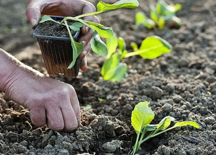 que faire pousser dans le jardin en hiver