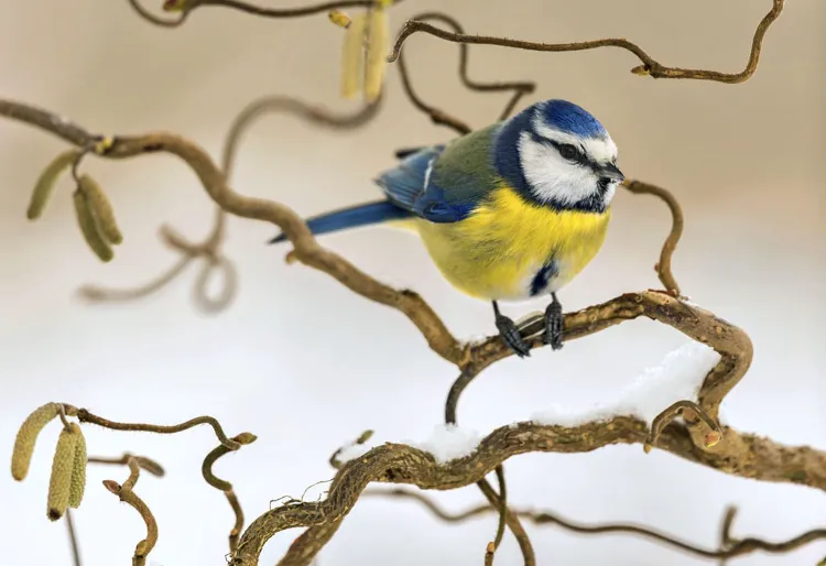 que mangent les oiseaux du jardin