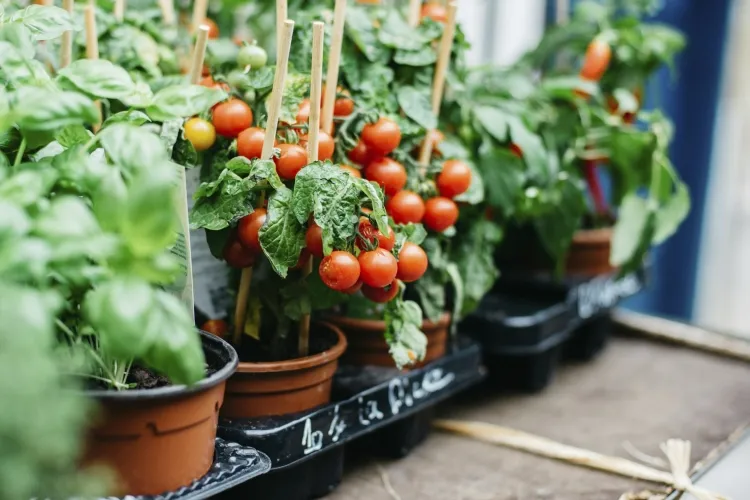 que planter en février tomates préférer planter propagateur chauffant