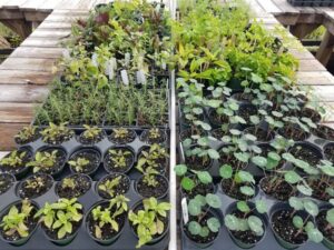 que planter semer récolter en février jardinage hiver vrac planifié