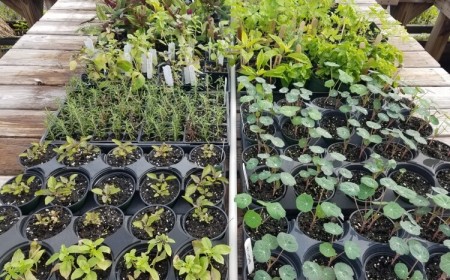 que planter semer récolter en février jardinage hiver vrac planifié