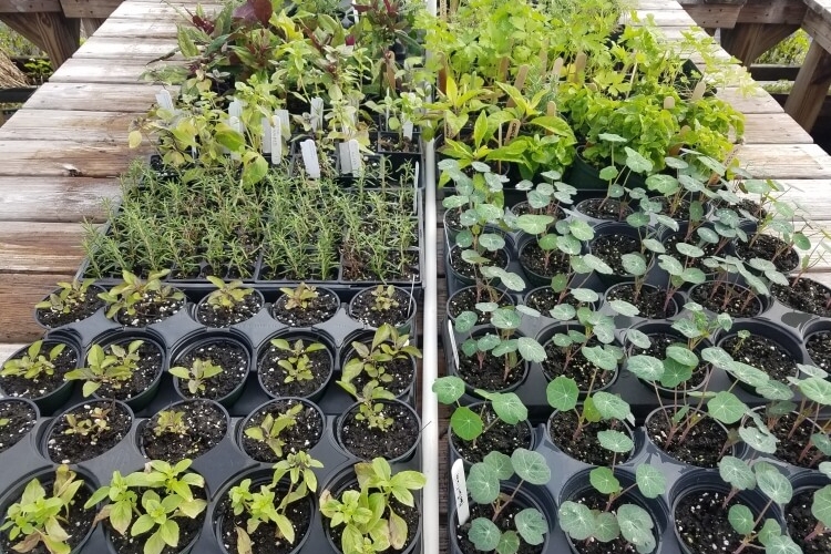 que planter semer récolter en février jardinage hiver vrac planifié