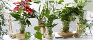 quelles plantes hydroponiques adopter 2022