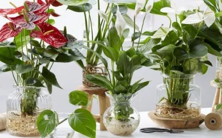 quelles plantes hydroponiques adopter 2022