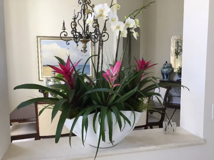 quelles sont les plus belles plantes intérieur entretien facile guzmania orchidée