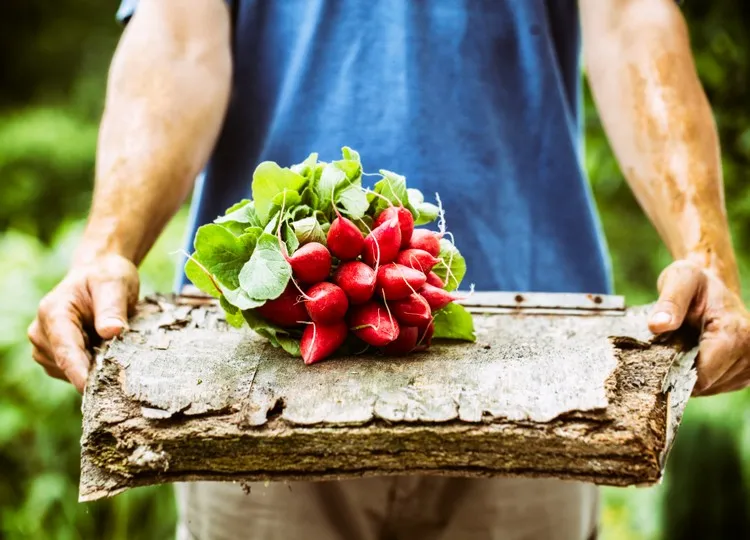 quels sont les légumes riches en fibres perdre du poids en hiver manger des radis