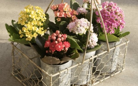 refleurir kalanchoé pleine floraison achat défilé fleurs toute année
