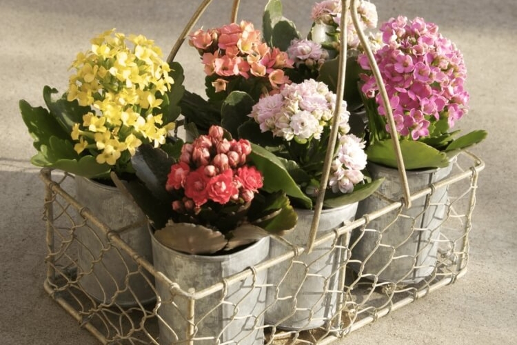 refleurir kalanchoé pleine floraison achat défilé fleurs toute année