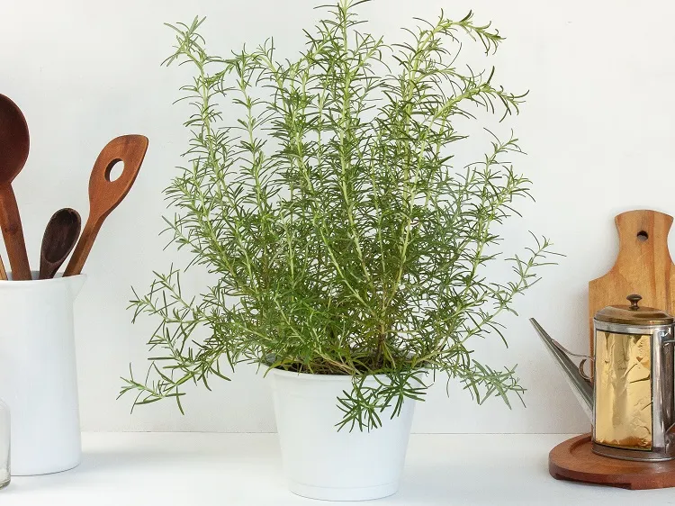 romarin herbe aromatique plante intérieur pour éliminer les mauvaises odeurs et décorer la maison