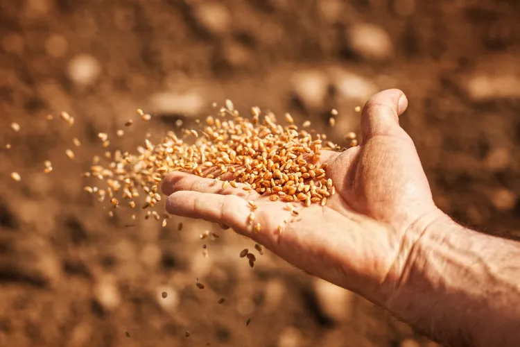 semer des graines bio 2022